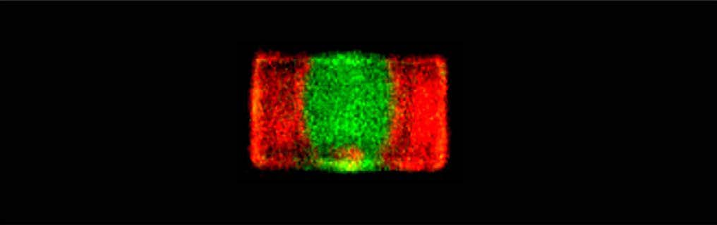 confocal microscope image of a single mixed-halide perovskite crystal showing emission from mixed (green) and segregated (red) regions.